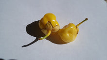 Load image into Gallery viewer, 7 Pot Bubblegum Yellow/Cream (Pepper Seeds)