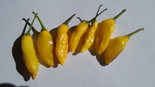 Load image into Gallery viewer, Aji Limon/Lemon (Pepper Seeds)