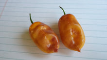 Load image into Gallery viewer, Taj Mahal Orange Minion (Pepper Seeds)