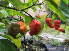 Load image into Gallery viewer, Purple BhutWrecker (Pepper Seeds)