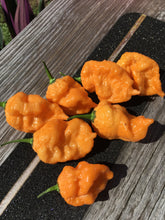 Load image into Gallery viewer, 7 Pot Douglah Peachy (Pepper Seeds)