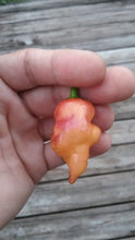 Load image into Gallery viewer, Taj Mahal Orange Tiger (Pepper Seeds)
