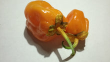 Load image into Gallery viewer, 7 Pot Bubblegum Orange (Pepper Seeds)
