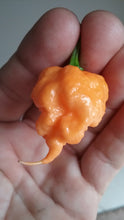 Load image into Gallery viewer, “Orange Creamo” (BOC X Primo Orange)(Pepper Seeds)