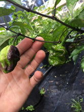 Load image into Gallery viewer, Primo Noir (Blushed) (Pepper Seeds)