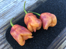 Load image into Gallery viewer, Taj Mahal Orange Tiger (Pepper Seeds)