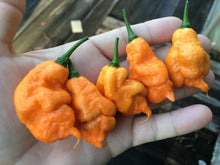 Load image into Gallery viewer, “Repossession” (BOC Reaper OG1)(Pepper Seeds)