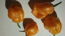 Load image into Gallery viewer, 7 Pot &quot;007&quot; Orange (Pepper Seeds)