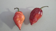 Load image into Gallery viewer, Taj Mahal Orange Tiger (Pepper Seeds)