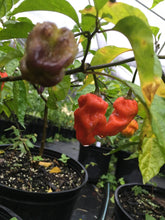 Load image into Gallery viewer, Purple BhutWrecker (Pepper Seeds)