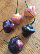 Load image into Gallery viewer, Roxa Lantern Black (Pepper Seeds)