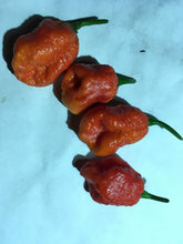 Load image into Gallery viewer, 7 Pot Infinity (Pepper Seeds)