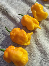 Load image into Gallery viewer, 7 Pot Douglah Billy Boy Yellow (Pepper Seeds)