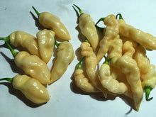 Load image into Gallery viewer, Tiger Murupi (Wrinkled Peach)(Pepper Seeds)