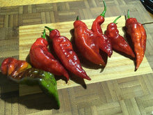 Load image into Gallery viewer, Red Tiger (Pepper Seeds)