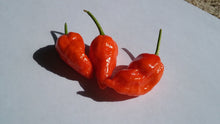 Load image into Gallery viewer, Bhut Jolokia Purple/Red "Purple Ghost" (Pepper Seeds)