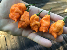 Load image into Gallery viewer, “Repossession” (BOC Reaper OG1)(Pepper Seeds)