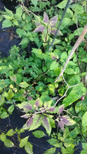 Load image into Gallery viewer, Bhut Jolokia Purple/Red "Purple Ghost" (Pepper Seeds)