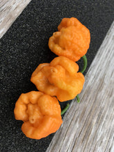 Load image into Gallery viewer, “Orange Creamo” (BOC X Primo Orange)(Pepper Seeds)