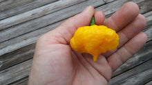 Load image into Gallery viewer, Scotch Brains (Pepper Seeds)