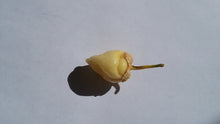 Load image into Gallery viewer, 7 Pot Bubblegum White (Pepper Seeds)