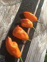 Load image into Gallery viewer, PJ Orange OG (Pimenta Jolokia)(Pepper Seeds)