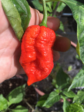 Load image into Gallery viewer, 7 Pot Defcon Red (Pepper Seeds)