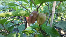 Load image into Gallery viewer, Bhut Jolokia Purple/Red "Purple Ghost" (Pepper Seeds)
