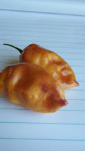 Load image into Gallery viewer, Taj Mahal Orange Minion (Pepper Seeds)