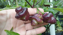 Load image into Gallery viewer, Roxa Lantern (Pepper Seeds)
