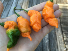 Load image into Gallery viewer, “Repossession” (BOC Reaper OG1)(Pepper Seeds)