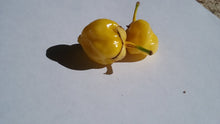 Load image into Gallery viewer, 7 Pot Bubblegum Yellow/Cream (Pepper Seeds)