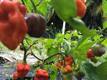 Load image into Gallery viewer, Purple BhutWrecker (Pepper Seeds)