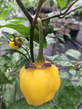 Load image into Gallery viewer, PurpleGum Yellow Bright (Pepper Seeds)