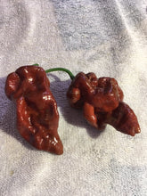 Load image into Gallery viewer, 7 Pot Brown (Pepper Seeds)