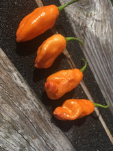 Load image into Gallery viewer, PJ Orange OG (Pimenta Jolokia)(Pepper Seeds)
