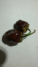 Load image into Gallery viewer, 7 Pot Bubblegum Chocolate (Pepper Seeds)