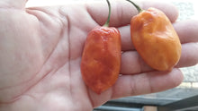 Load image into Gallery viewer, Taj Mahal Orange Minion (Pepper Seeds)