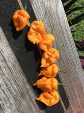 Load image into Gallery viewer, 7 Pot Douglah Peachy (Pepper Seeds)