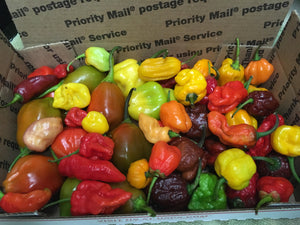 Fresh Assorted Unlabeled  Peppers (SFRB)