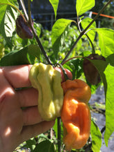 Load image into Gallery viewer, Purple BhutWrecker (Pepper Seeds)