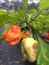 Load image into Gallery viewer, Purple BhutWrecker (Pepper Seeds)