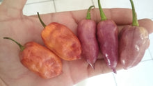 Load image into Gallery viewer, Taj Mahal Orange Minion (Pepper Seeds)