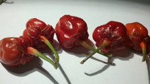 Load image into Gallery viewer, Purplegum Red (Pepper Seeds)