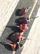 Load image into Gallery viewer, M.A.M.P. Bubblegum Black (Pepper Seeds)