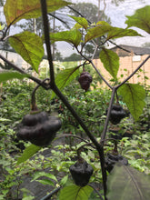 Load image into Gallery viewer, Roxa Lantern Black (Pepper Seeds)