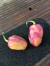 Load image into Gallery viewer, Puma Peach Habanero (Mini) (Pepper Seeds)