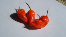 Load image into Gallery viewer, Bhut Jolokia Purple/Red "Purple Ghost" (Pepper Seeds)