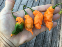 Load image into Gallery viewer, “Repossession” (BOC Reaper OG1)(Pepper Seeds)