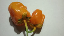 Load image into Gallery viewer, 7 Pot Bubblegum Orange (Pepper Seeds)